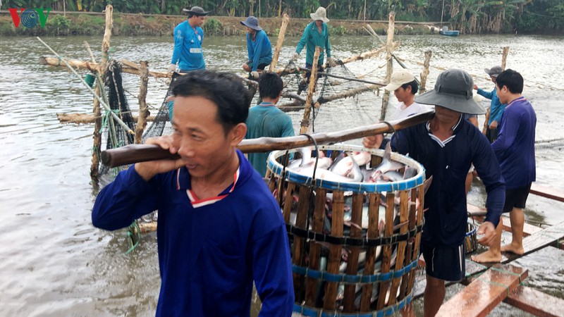 tin hieu dang mung trong xuat khau ca tra thoi hau covid-19 hinh 2