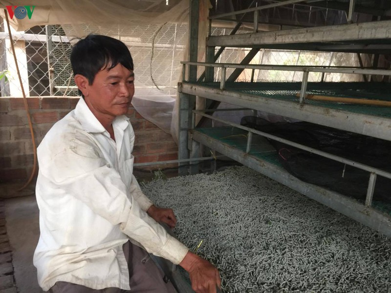 nguoi nuoi tam gap kho khi gia ken giam sau hinh 1