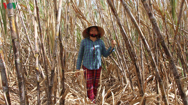 thuong lai vang bong 150 ha mia co nguy co chet kho hinh 1