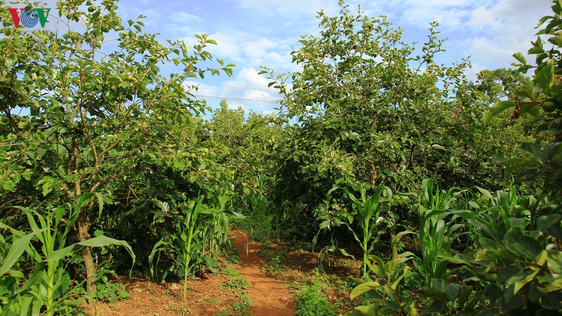 "cay moi" danh thuc dat kho mu cang chai hinh 11