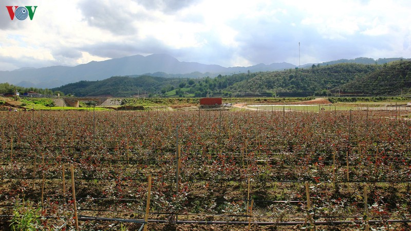 "cay moi" danh thuc dat kho mu cang chai hinh 14