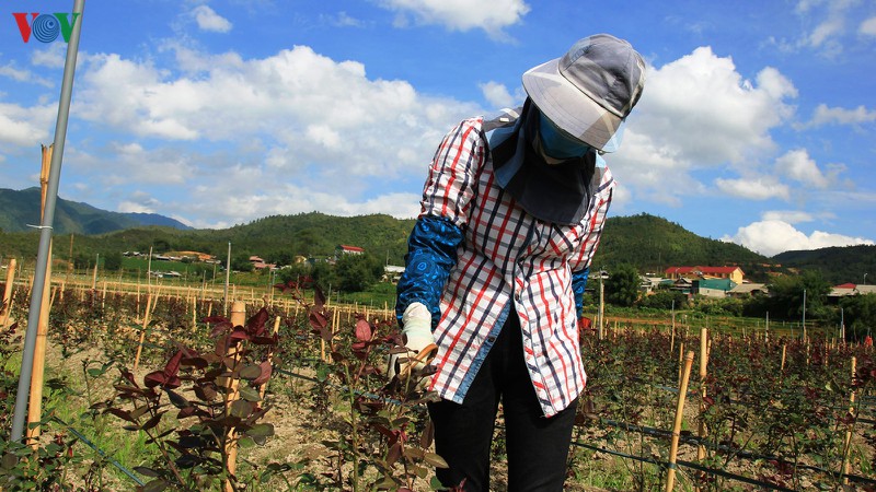 "cay moi" danh thuc dat kho mu cang chai hinh 16