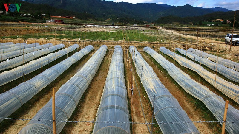 "cay moi" danh thuc dat kho mu cang chai hinh 18