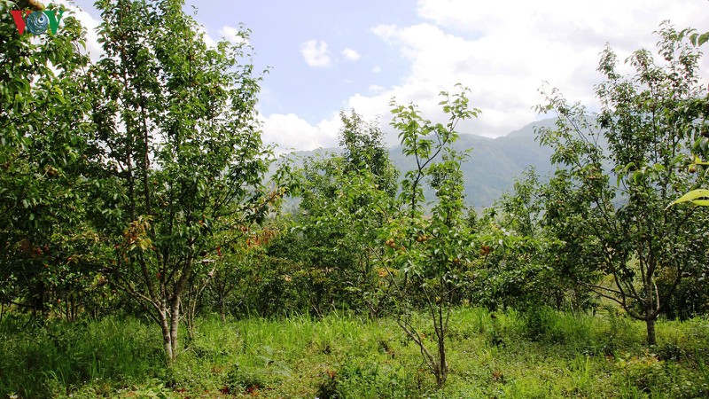 "cay moi" danh thuc dat kho mu cang chai hinh 1