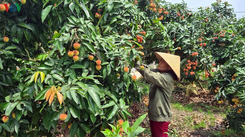 vai chin som luc ngan moi tieu thu duoc gan 1/4 san luong hinh 1