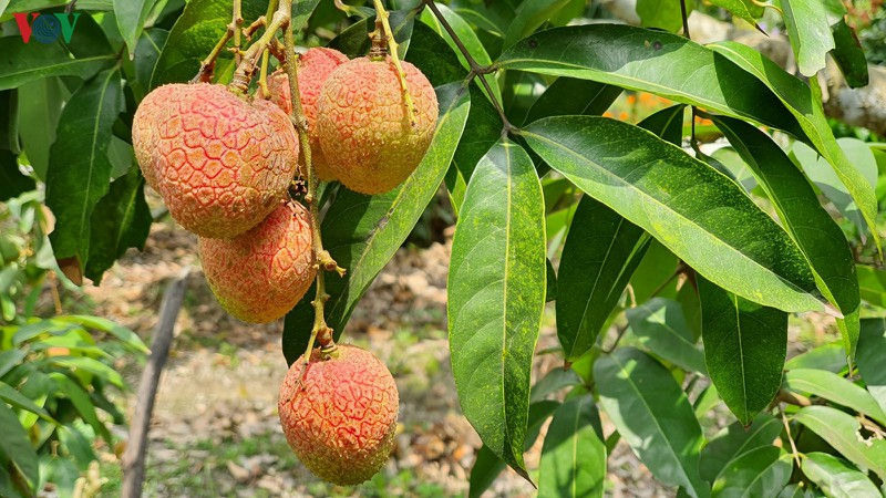 vai thieu luc ngan "ngong" chuyen gia nhat va thuong nhan trung quoc hinh 1