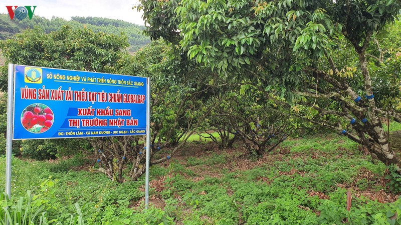 vai thieu luc ngan "ngong" chuyen gia nhat va thuong nhan trung quoc hinh 2