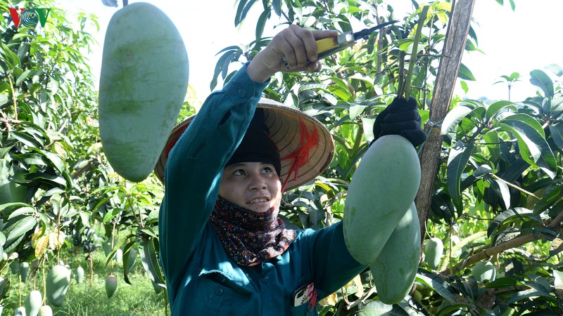 nong dan son la phan khoi khi xoai xuat khau sang nhieu nuoc hinh 2