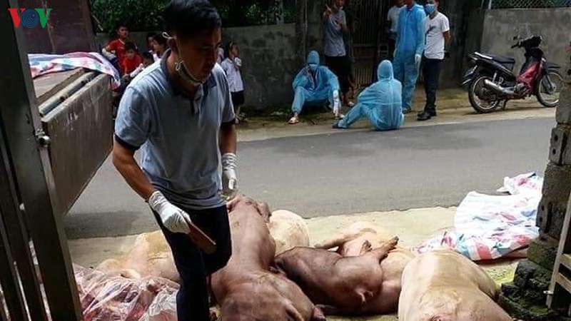 dich ta lon chau phi tro lai, nong dan lai chau trang tay khi tai dan hinh 1
