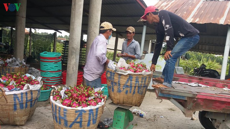dau ra trai thanh long bap benh do chua mo rong thi truong xuat khau hinh 1