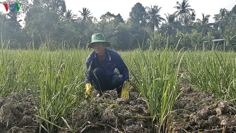 thua lo nang, nong dan hau giang bo mia trong cay khac hinh 1