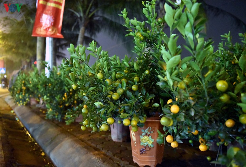 nhoc nhan ban dao, quat muu sinh trong dem dong ha noi hinh 3