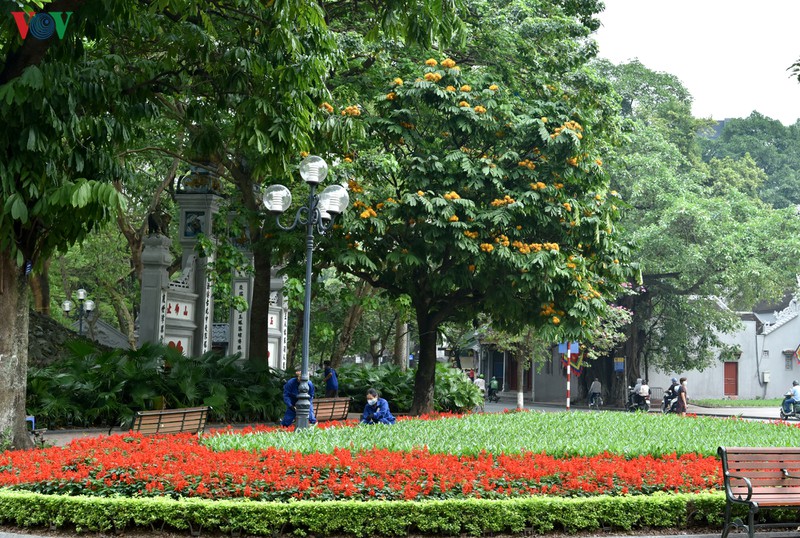 ha noi nhung ngay chong dich: pho van xanh va hoa van khoe sac, toa huong... hinh 13