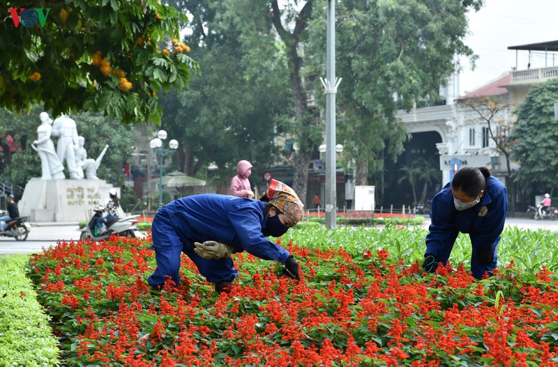 ha noi nhung ngay chong dich: pho van xanh va hoa van khoe sac, toa huong... hinh 14
