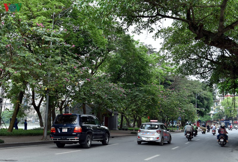 ha noi nhung ngay chong dich: pho van xanh va hoa van khoe sac, toa huong... hinh 4