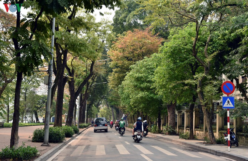 ha noi nhung ngay chong dich: pho van xanh va hoa van khoe sac, toa huong... hinh 1