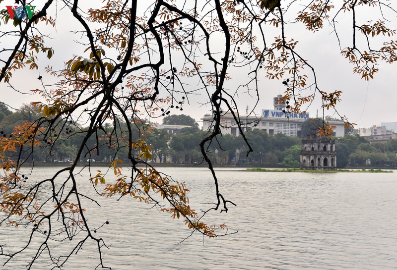 ha noi nhung ngay chong dich: pho van xanh va hoa van khoe sac, toa huong... hinh 2