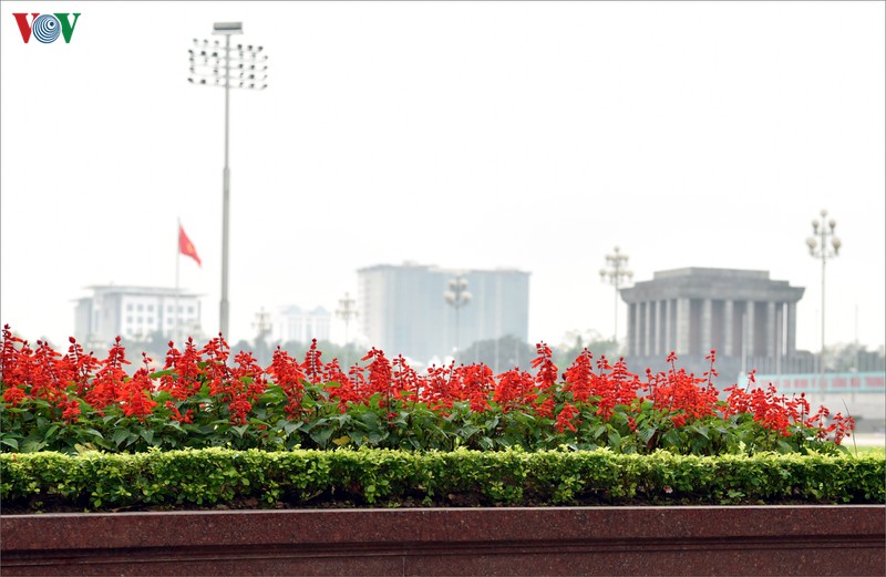 ha noi nhung ngay chong dich: pho van xanh va hoa van khoe sac, toa huong... hinh 9