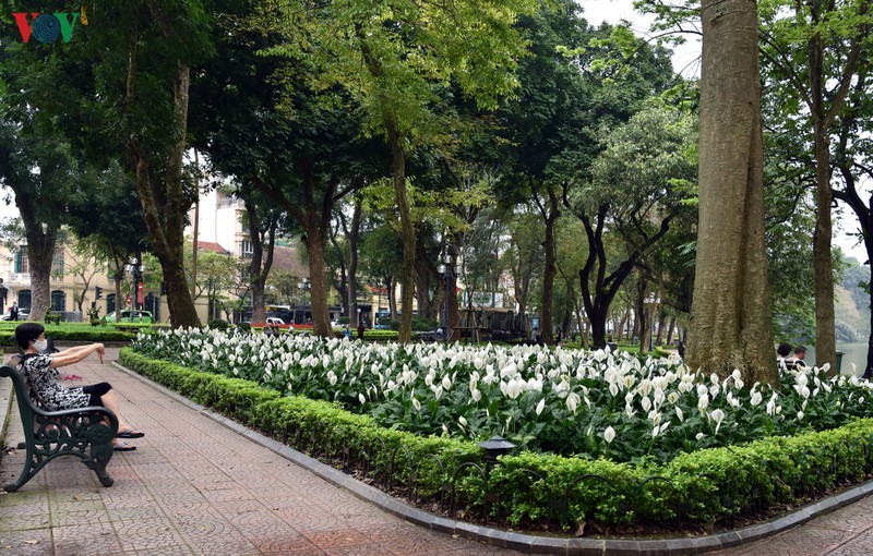 ha noi nhung ngay chong dich: pho van xanh va hoa van khoe sac, toa huong... hinh 10