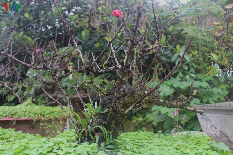 dao that thon nam "phong dieu hoa" doi tro hoa dung tet hinh 10