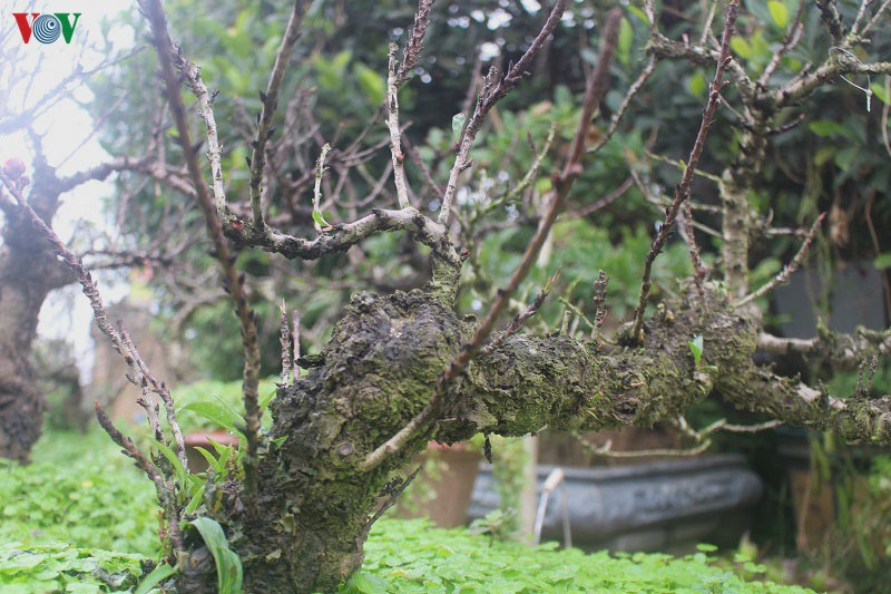 dao that thon nam "phong dieu hoa" doi tro hoa dung tet hinh 6