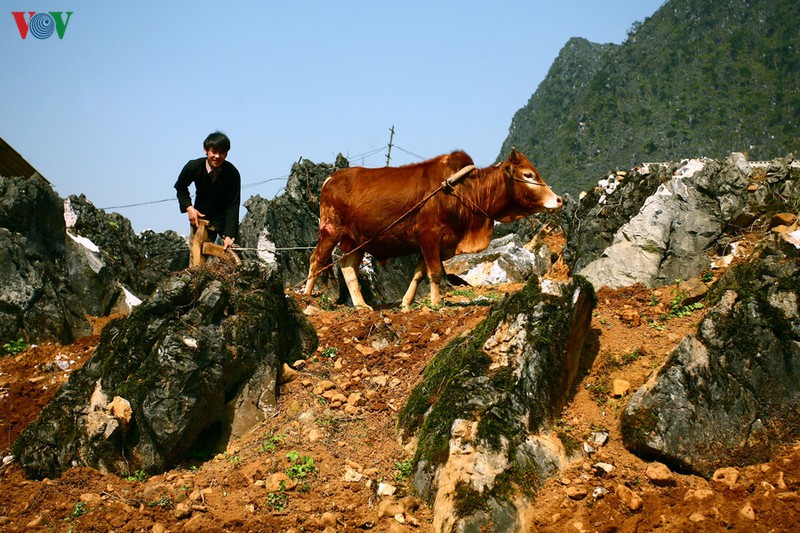 cao nguyen da dong van: danh thang hoang so va hung vi hinh 9