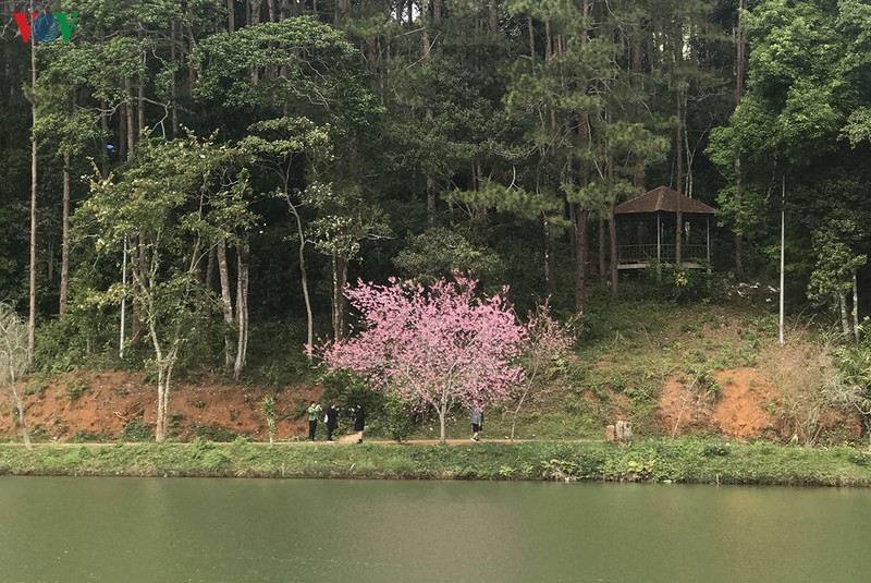 dep ngat ngay hoa anh dao tren cao nguyen mang den, kon tum hinh 5