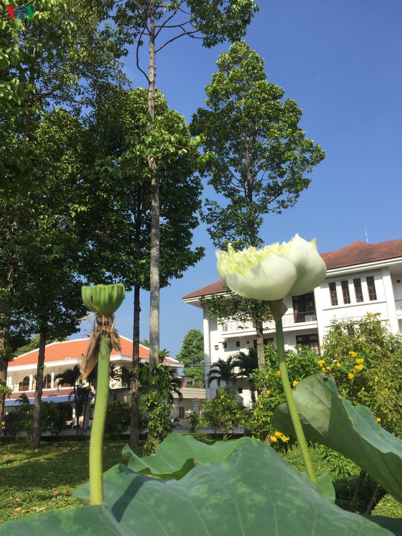 anh: dong thap mo cua tru so ubnd tinh don khach du xuan hinh 6