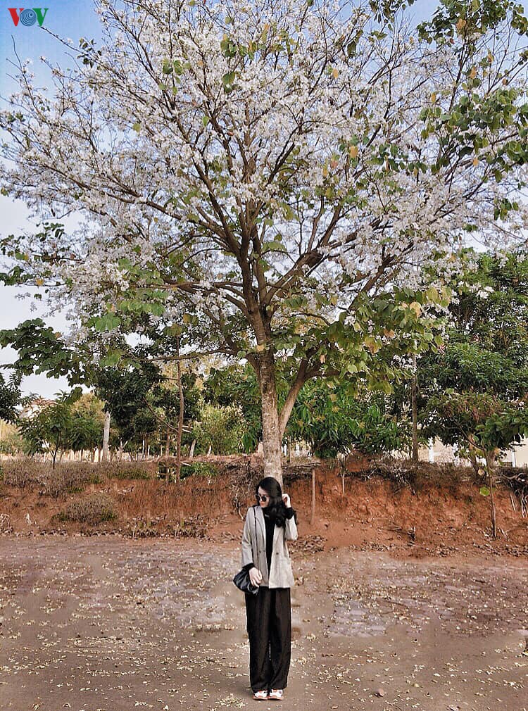 hoa ban khoe sac trang tinh khoi giua troi tay bac hinh 10