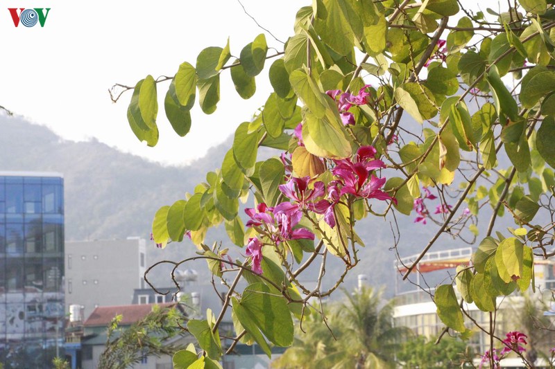hoa ban khoe sac trang tinh khoi giua troi tay bac hinh 13