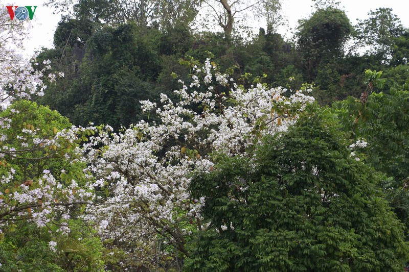 hoa ban khoe sac trang tinh khoi giua troi tay bac hinh 1