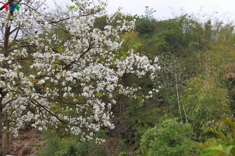 hoa ban khoe sac trang tinh khoi giua troi tay bac hinh 2