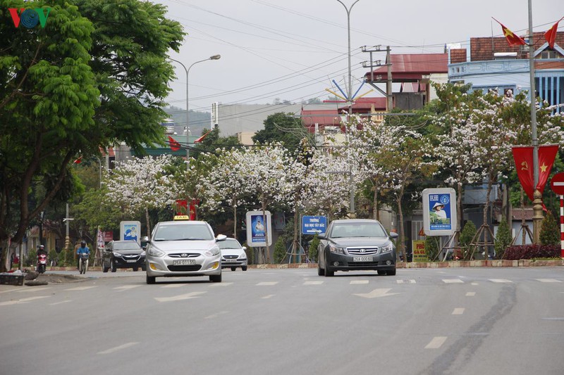 hoa ban khoe sac trang tinh khoi giua troi tay bac hinh 3