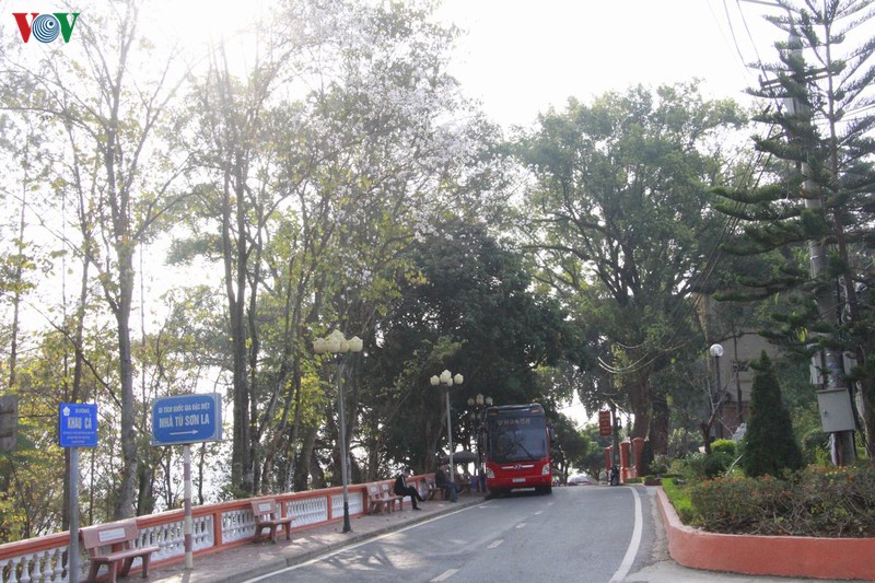 hoa ban khoe sac trang tinh khoi giua troi tay bac hinh 4