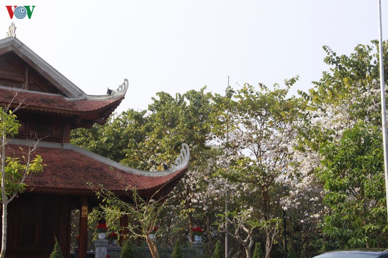 hoa ban khoe sac trang tinh khoi giua troi tay bac hinh 5