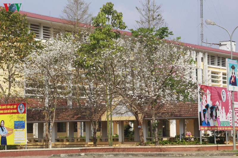 hoa ban khoe sac trang tinh khoi giua troi tay bac hinh 6