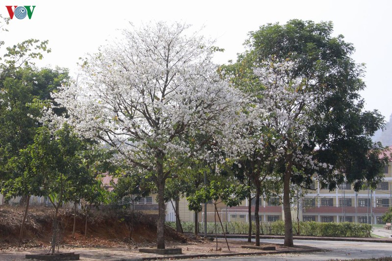 hoa ban khoe sac trang tinh khoi giua troi tay bac hinh 7