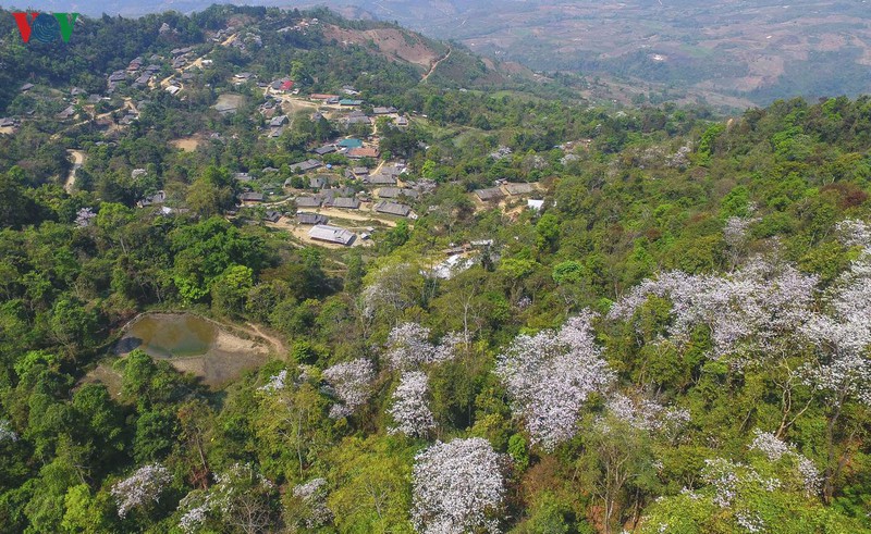 hoa ban - hoa cua nui rung tay bac hinh 5