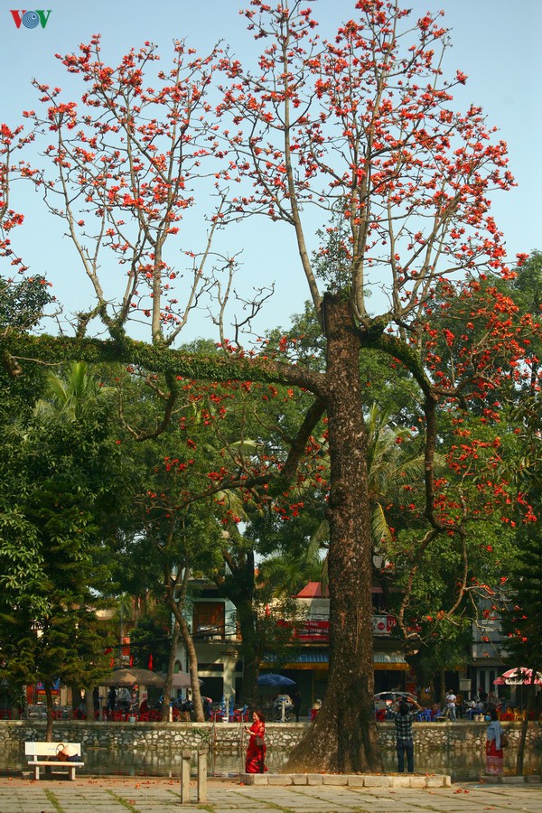 chua thay dep nao long mua hoa gao thang 3 hinh 6