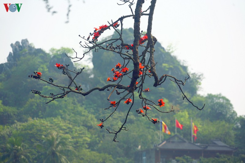 chua thay dep nao long mua hoa gao thang 3 hinh 8