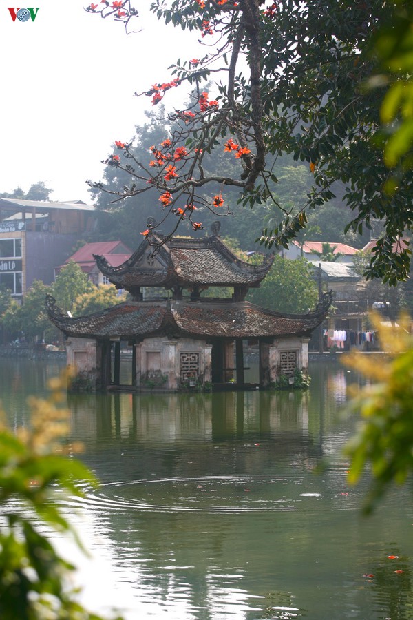 chua thay dep nao long mua hoa gao thang 3 hinh 10