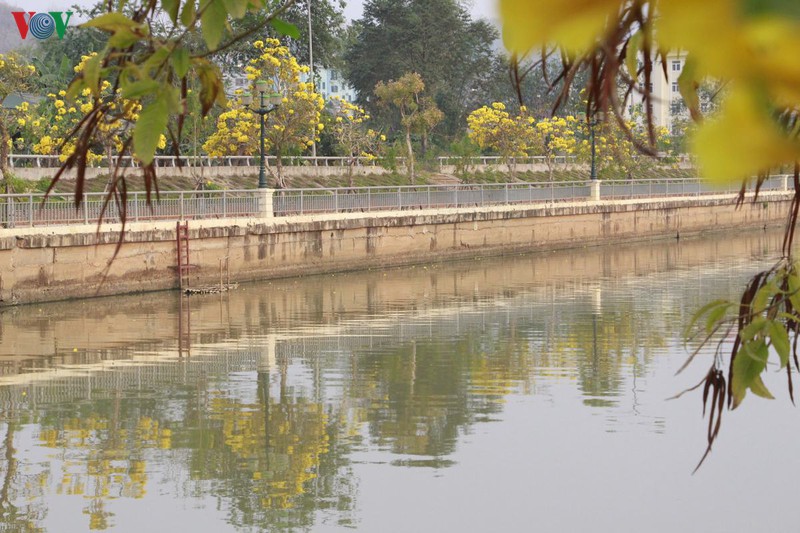 hoa chuong vang khoe sac noi pho nui son la hinh 10