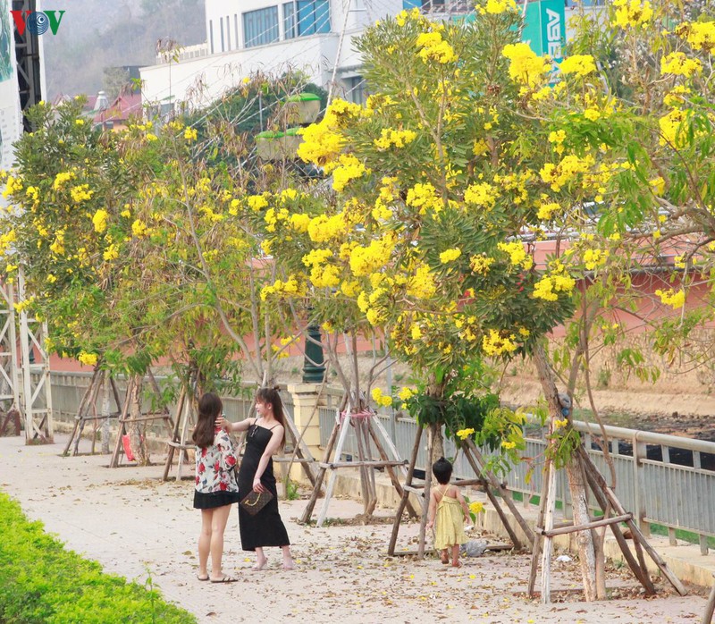 hoa chuong vang khoe sac noi pho nui son la hinh 11