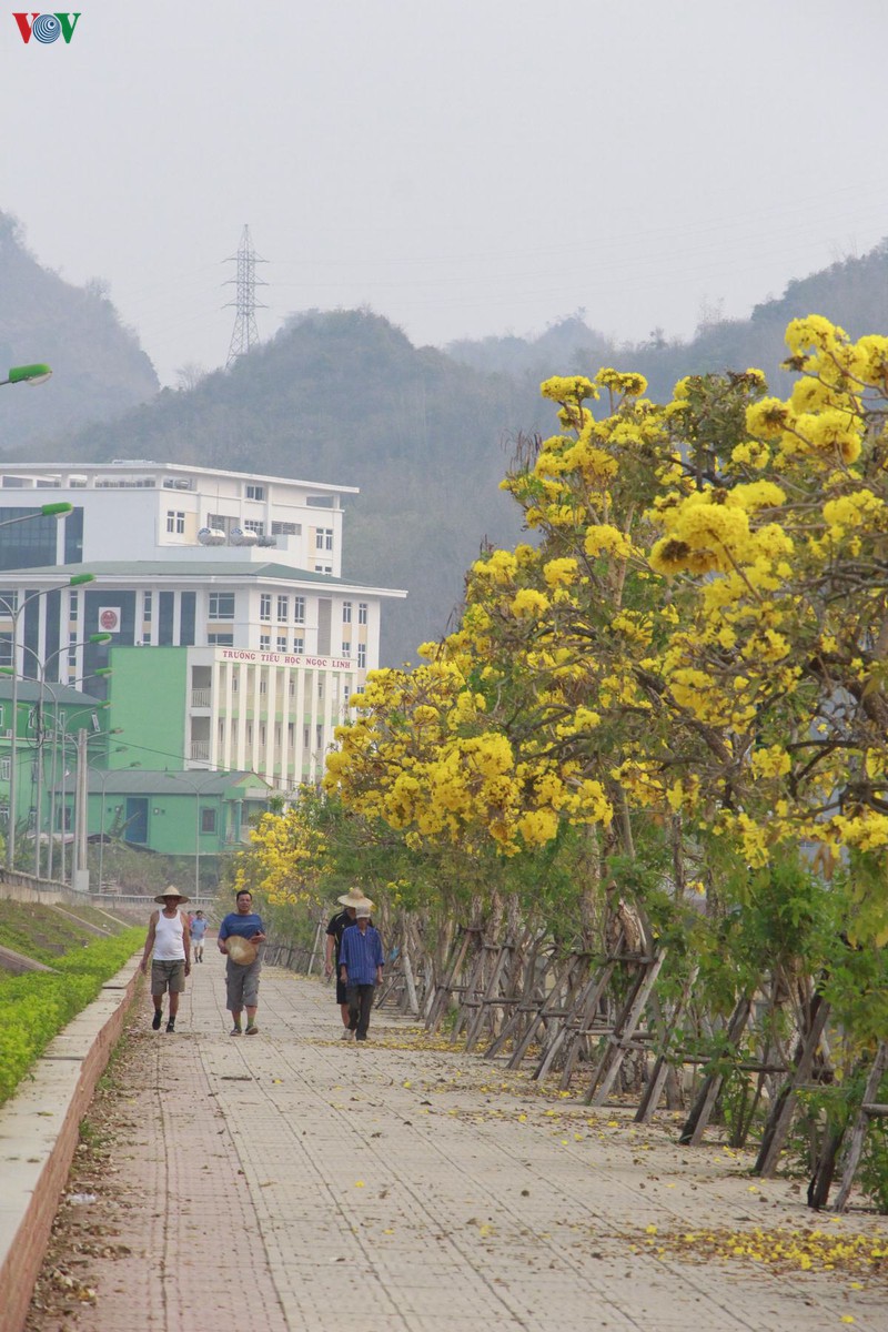 hoa chuong vang khoe sac noi pho nui son la hinh 12