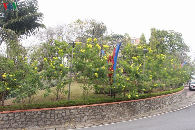 hoa chuong vang khoe sac noi pho nui son la hinh 1