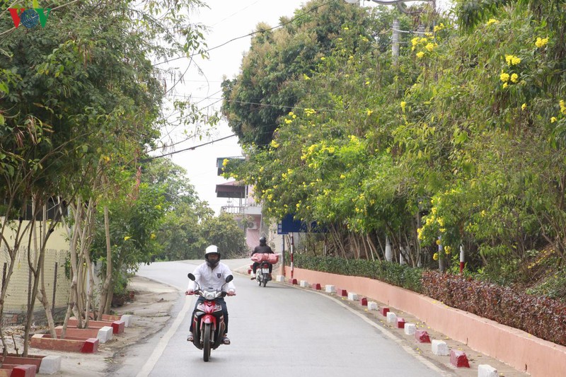 hoa chuong vang khoe sac noi pho nui son la hinh 2