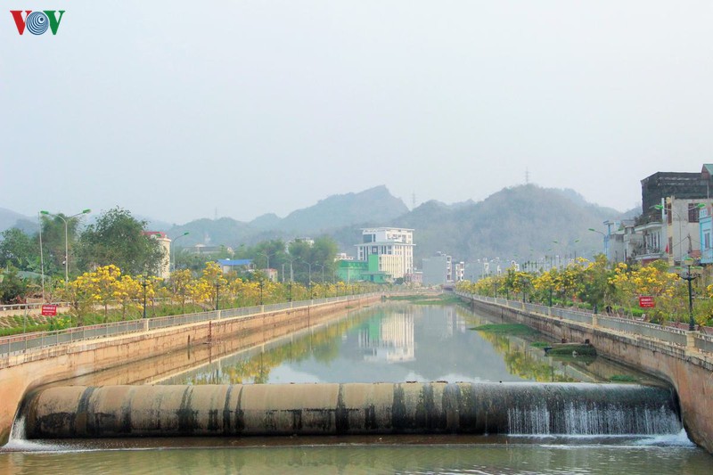 hoa chuong vang khoe sac noi pho nui son la hinh 3