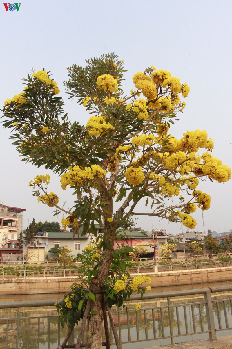 hoa chuong vang khoe sac noi pho nui son la hinh 4