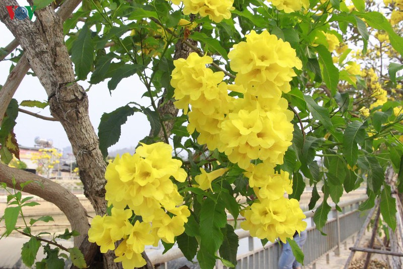 hoa chuong vang khoe sac noi pho nui son la hinh 7