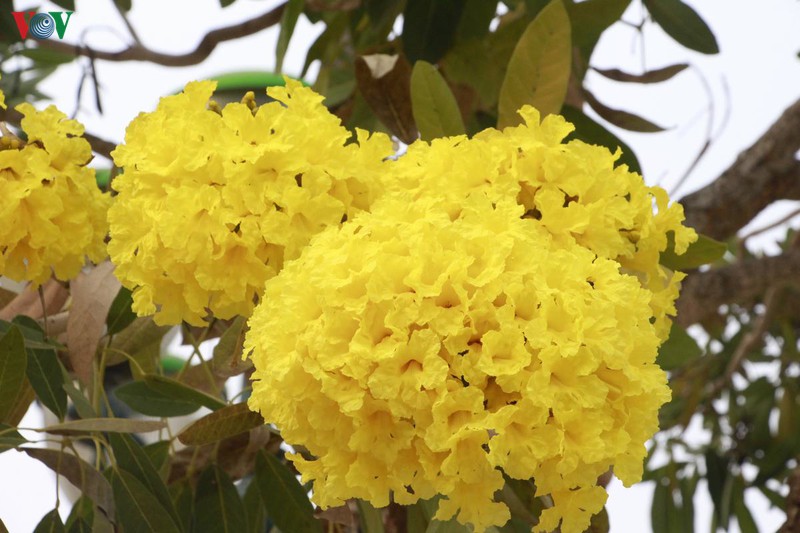 hoa chuong vang khoe sac noi pho nui son la hinh 8